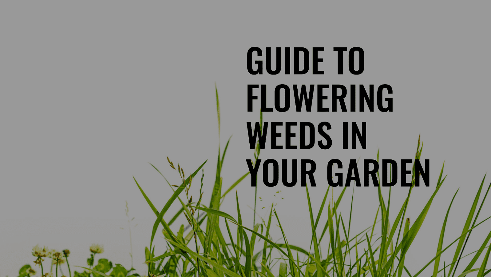 Picture of Embracing Flowering Weeds: A Comprehensive Guide for Gardeners