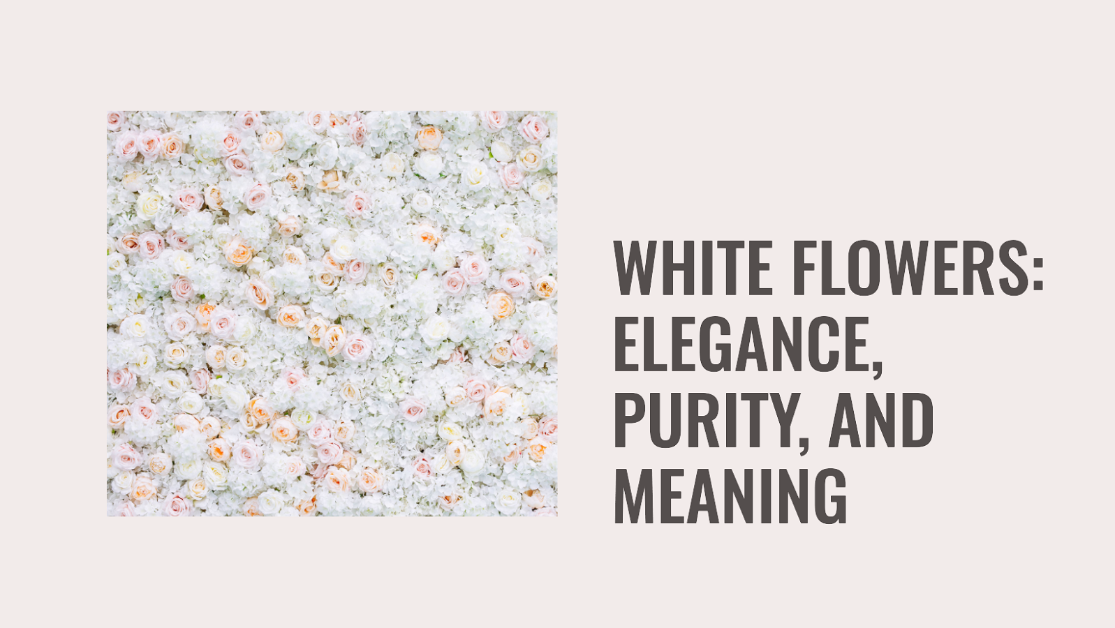 White Flowers: Embodying Elegance, Purity, and Diverse Symbolism