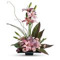 Cymbidium Orchids