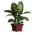 Dashing Dieffenbachia
