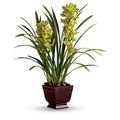 Delightful Orchids