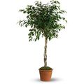 Fine Ficus