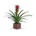 Bromeliad Beauty