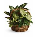 Lush Basket