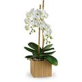 Opulent Orchids