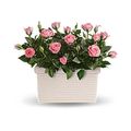 Pink Rose Basket