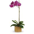 Purple Orchid