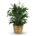 Spathiphyllum Plant