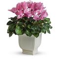 Cyclamen flowers bouquet