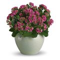 Kalanchoe Flowers