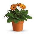 Orange Potted Gerberas