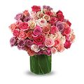Rose Burst