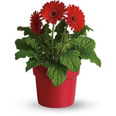 Red Potted Gerberas