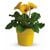 Yellow Potted Gerberas