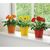 Red Potted Gerberas, 2 image