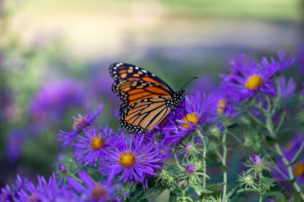 Create a Butterfly Garden Attracting Pollinators with Beautiful Blooms