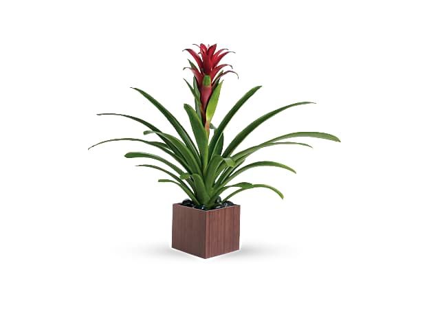 Bromeliad Beauty tropical plant in a bamboo box from Lily's Florist