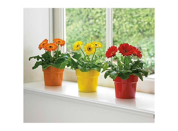 Yellow Potted Gerberas