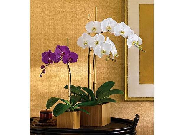 Purple Orchid, 2 image