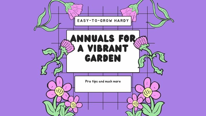 Easy-to-Grow Hardy Annuals for a Vibrant Garden
