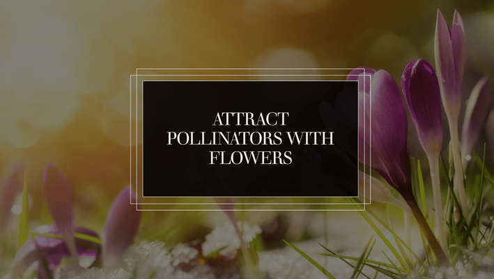 How To Attract Pollinators With Flowers In Your Garden