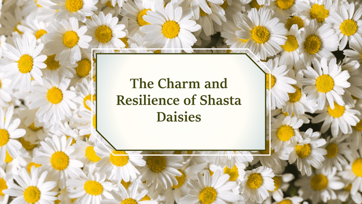 The Tale of Shasta Daisies: Their Charm and Resilience