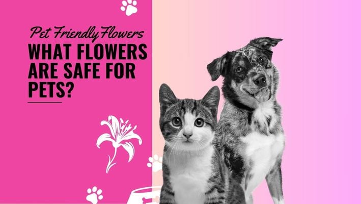 What Flowers Are Safe For Pets