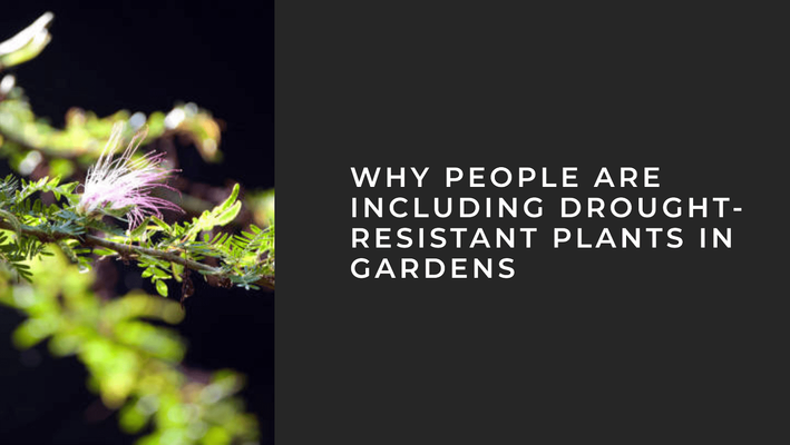 ​Gardening for Drought: Why People Including Drought-Resistant Plants in Their Gardens​